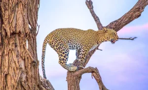 Samburu- National -Reserve