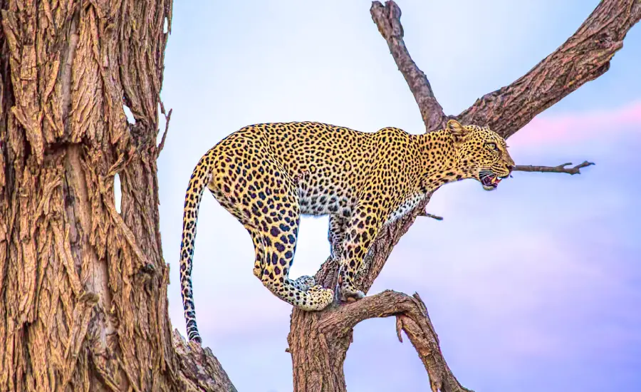 Samburu- National -Reserve