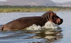 Lake- Naivasha- National -Park