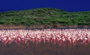Lake- Bogoria -National -Reserve