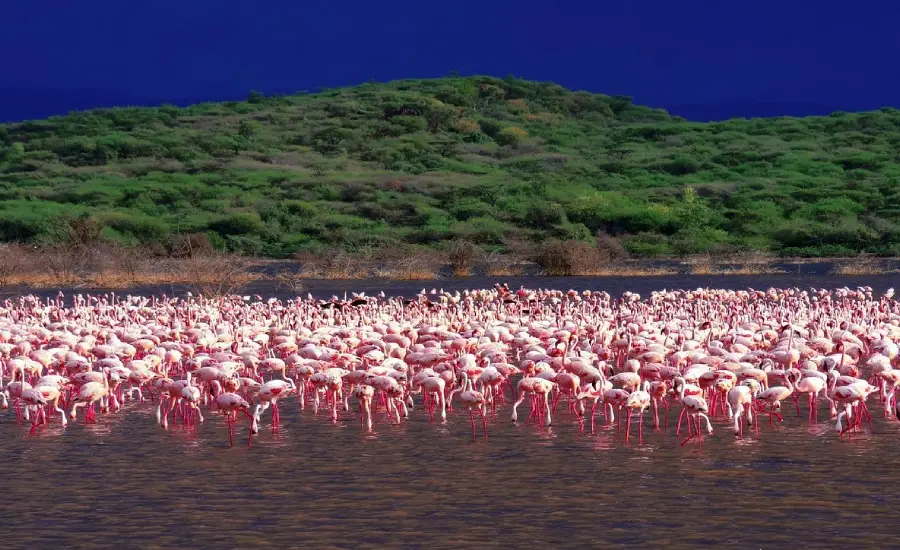 Lake- Bogoria -National -Reserve