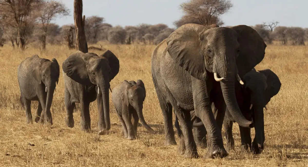 Tarangire National Park Day Trip