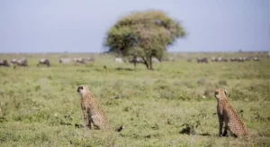 Serval Wildlife Day Trip