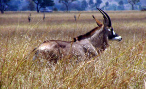 Ruma National Park