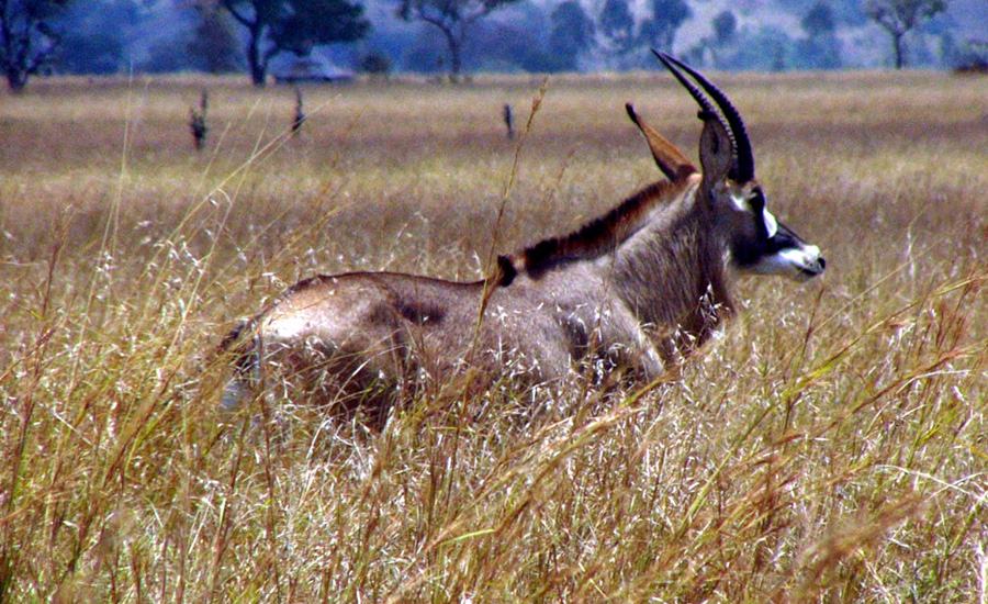 Ruma National Park