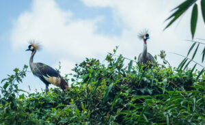 Saiwa Swamp National Park