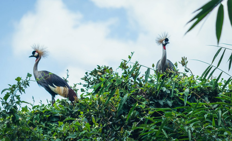 Saiwa Swamp National Park