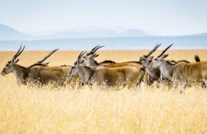 Tsavo East