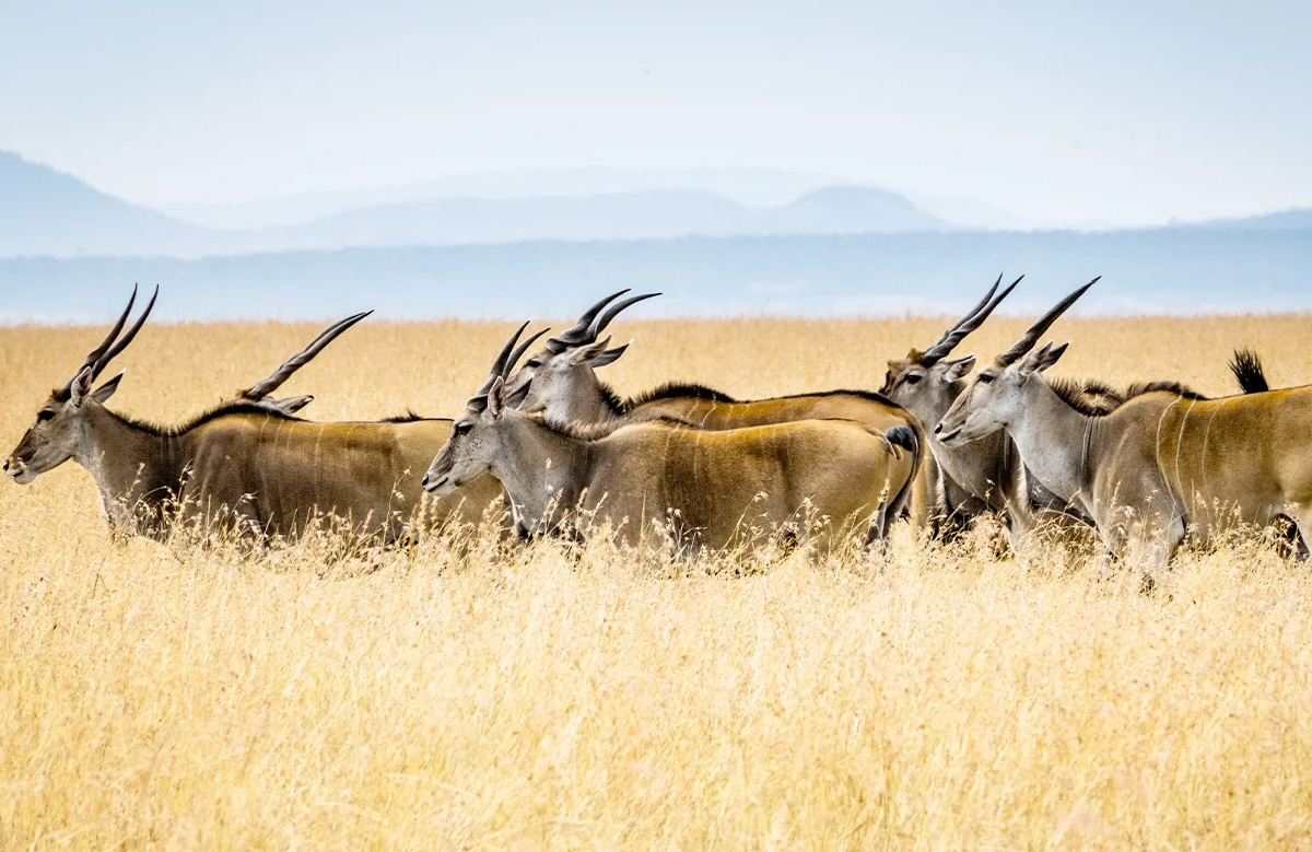 Tsavo East