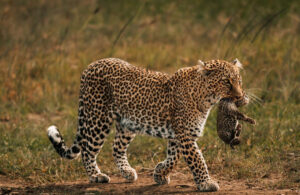 Tsavo West National Park