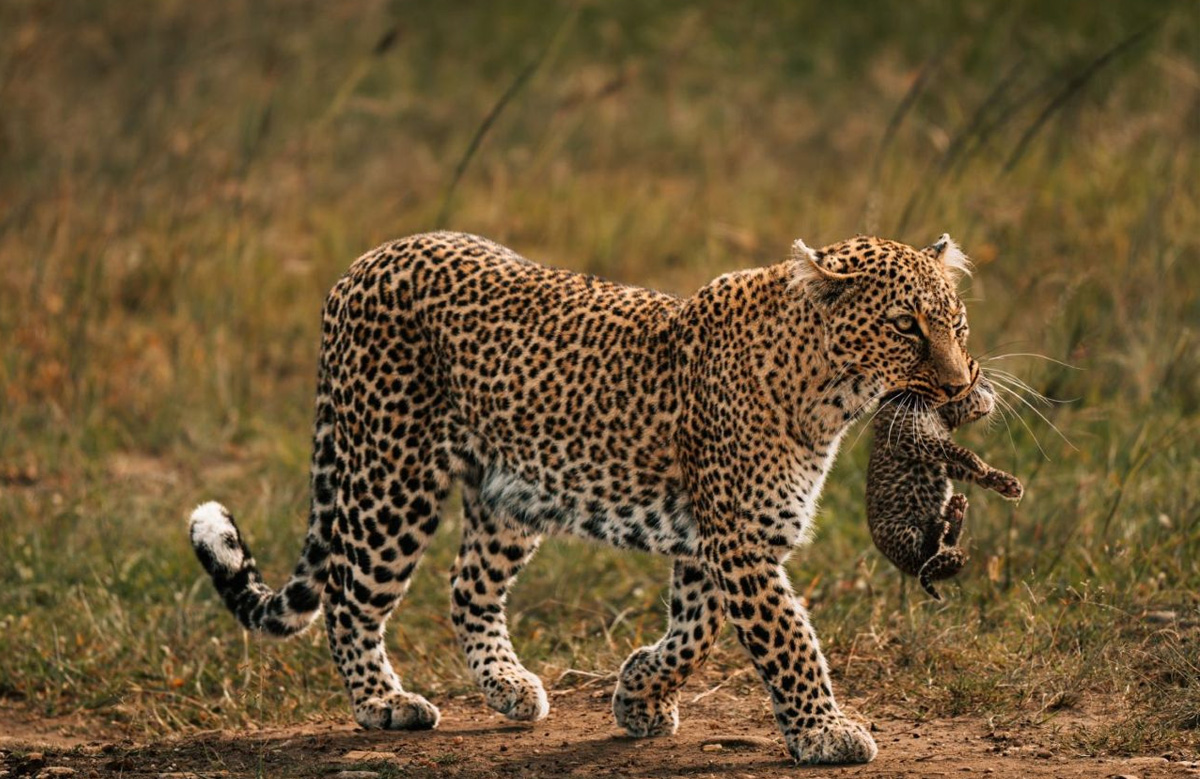 Tsavo West National Park