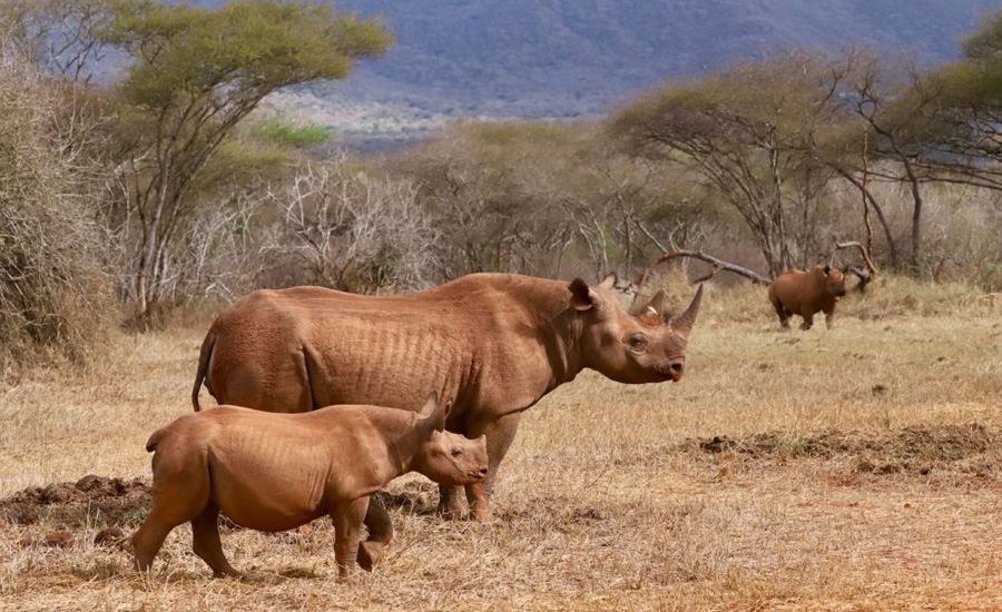 Mkomazi national park