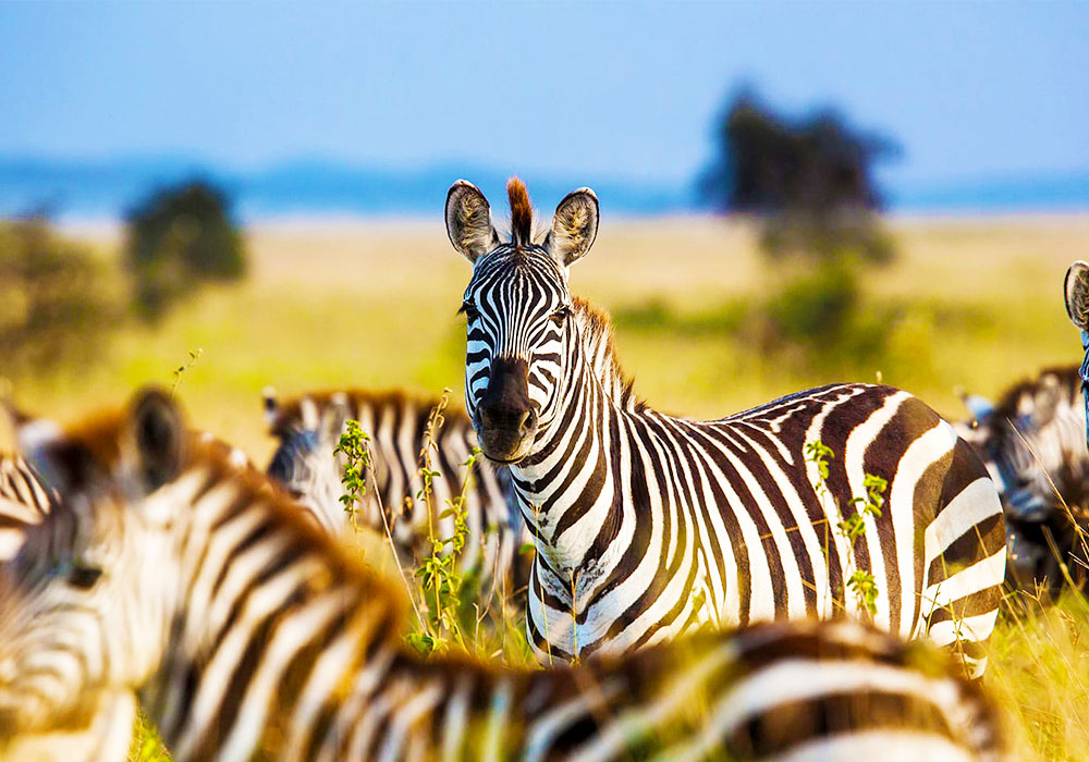 Things You Should Pay Attention While Visiting National Parks