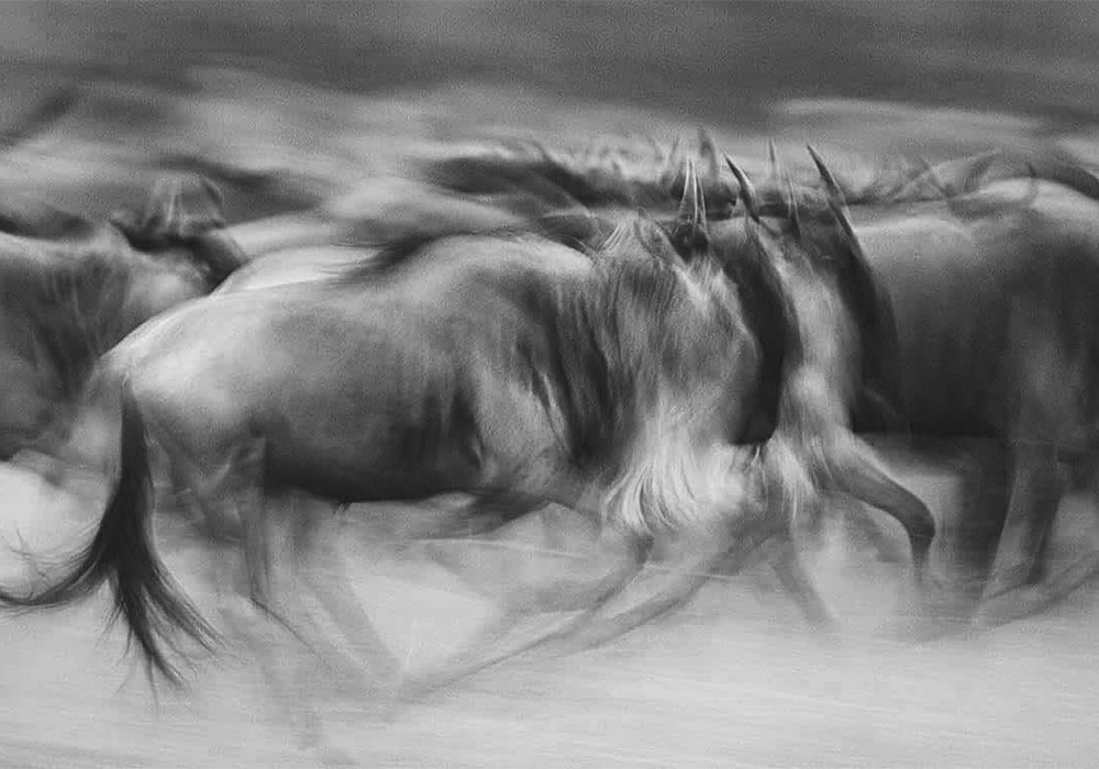 Wildebeest migration photography tips capturing dramatic wildlife action shots in the Serengeti