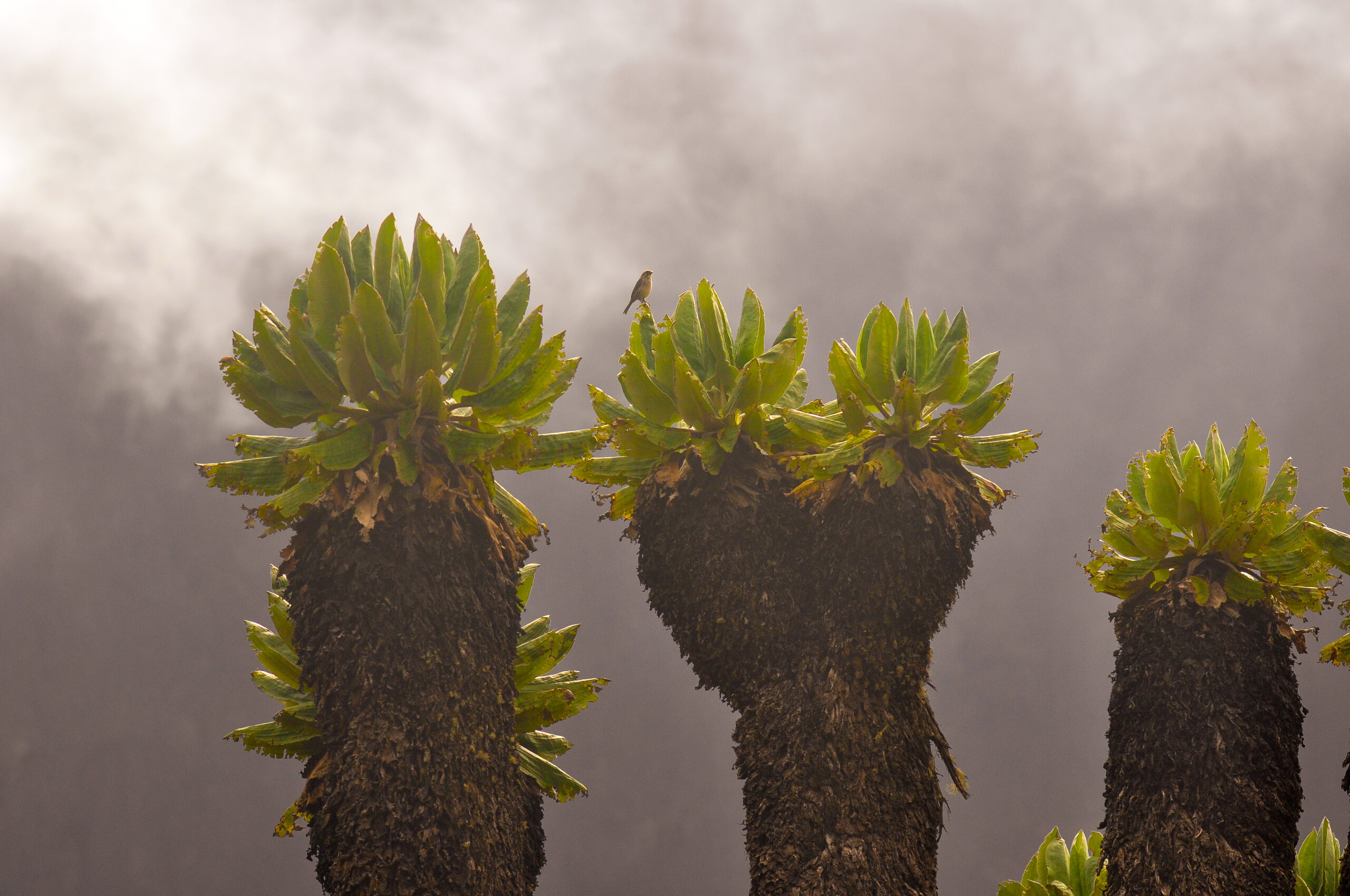 The specific species pictured is likely Dendrosenecio kilimanjari, often seen near camps like Horombo (3700 m) on the mountain's slopes.