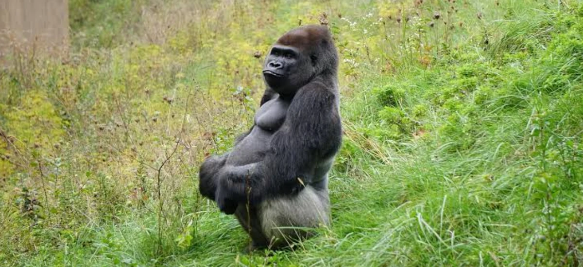 10-Day Safari in Western Uganda