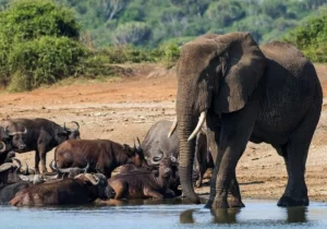10 Days Uganda Safari