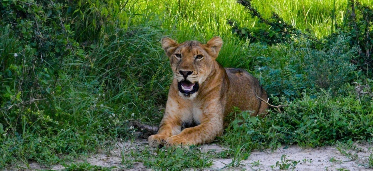 14-Day Safari-The Highlights of Uganda