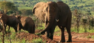 24-Day Safari-Uganda Complete
