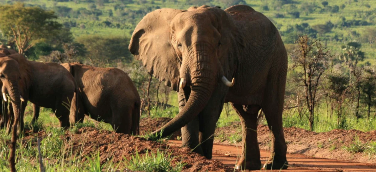 24-Day Safari-Uganda Complete
