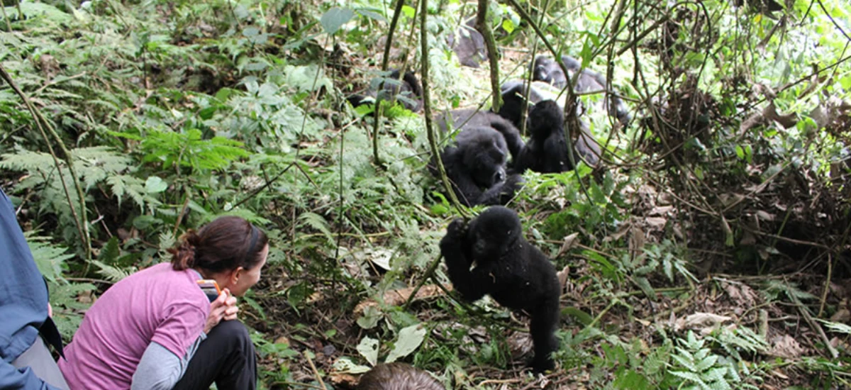 4-Day Gorilla Tracking in Bwindi