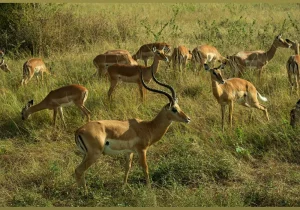 5 Days Rwanda Safari