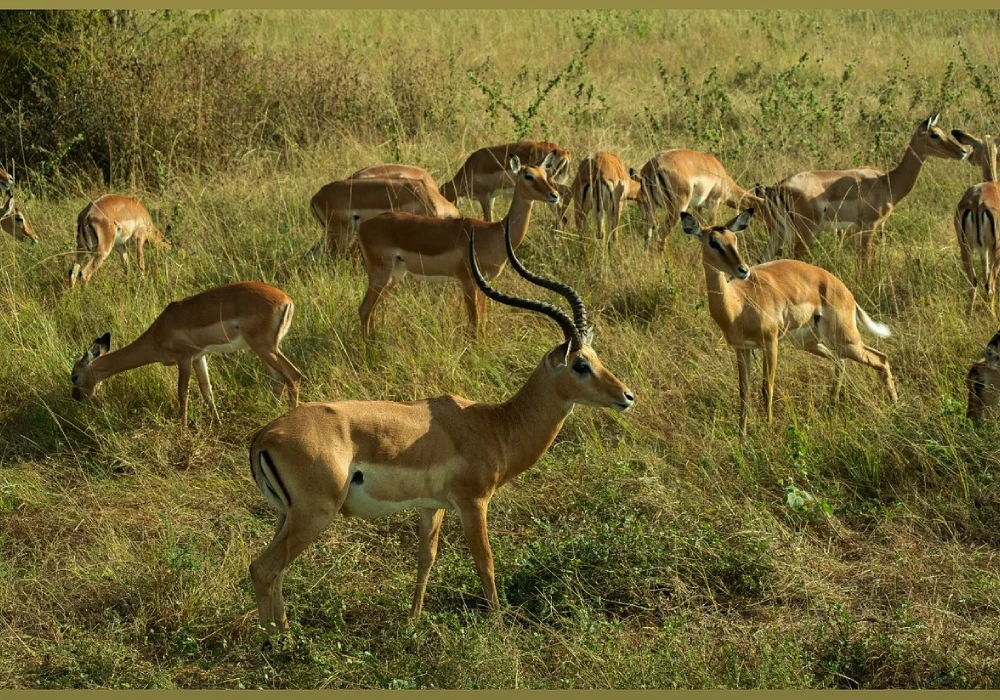 5 Days Rwanda Safari