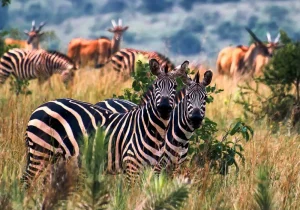 7 Days Rwanda Safari