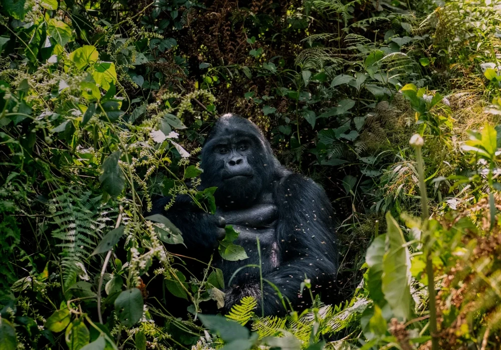 7 Days Uganda Safari