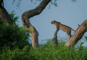 Akagera National Park