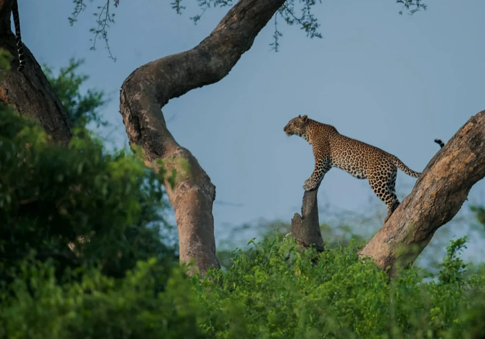 Akagera National Park