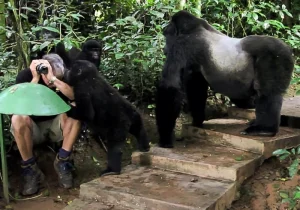 Best Gorilla Trekking Tours in Rwanda