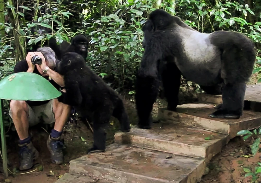 Best Gorilla Trekking Tours in Rwanda