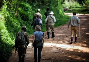Best Time to Visit Uganda for a Safari
