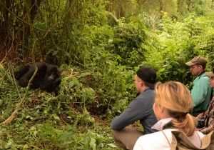 Budget Rwanda Safari