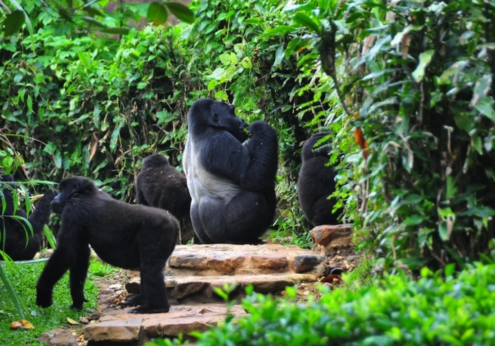 Bwindi Impenetrable National Park