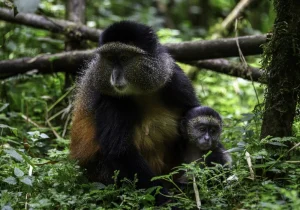 Gishwati-Mukura National Park