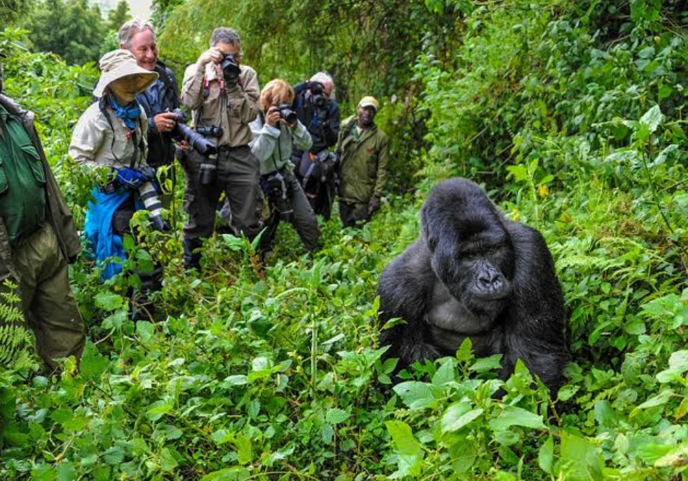 How Many Days Do You Need for a Rwanda Safari