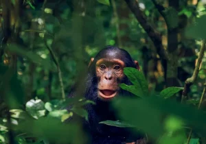 Kibale National Park