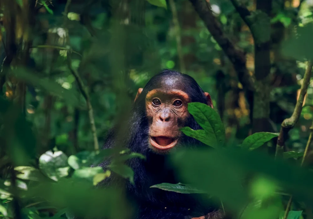 Kibale National Park