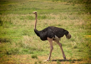 Kidepo Valley National Park