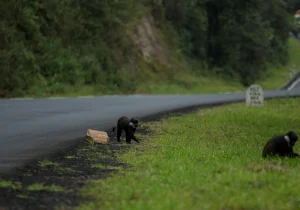 Kigali to Nyungwe National Park