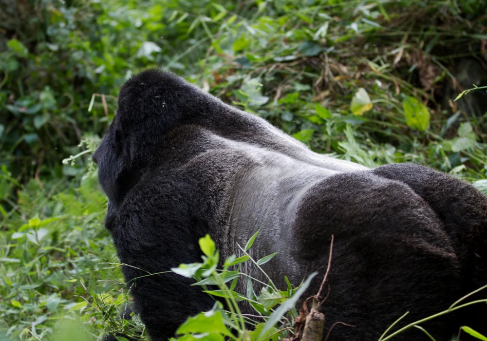 Mgahinga Gorilla National Park