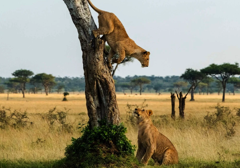 Queen Elizabeth National Park
