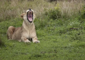 Rwanda Big Five Safari