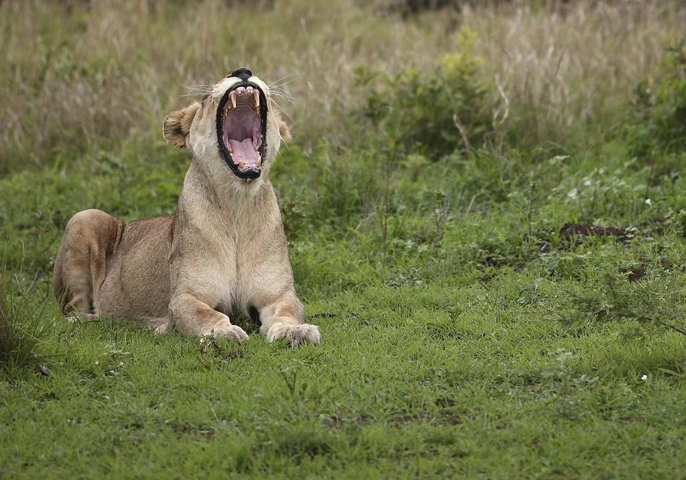 Rwanda Big Five Safari