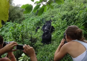 Rwanda Golden Monkey Trekking
