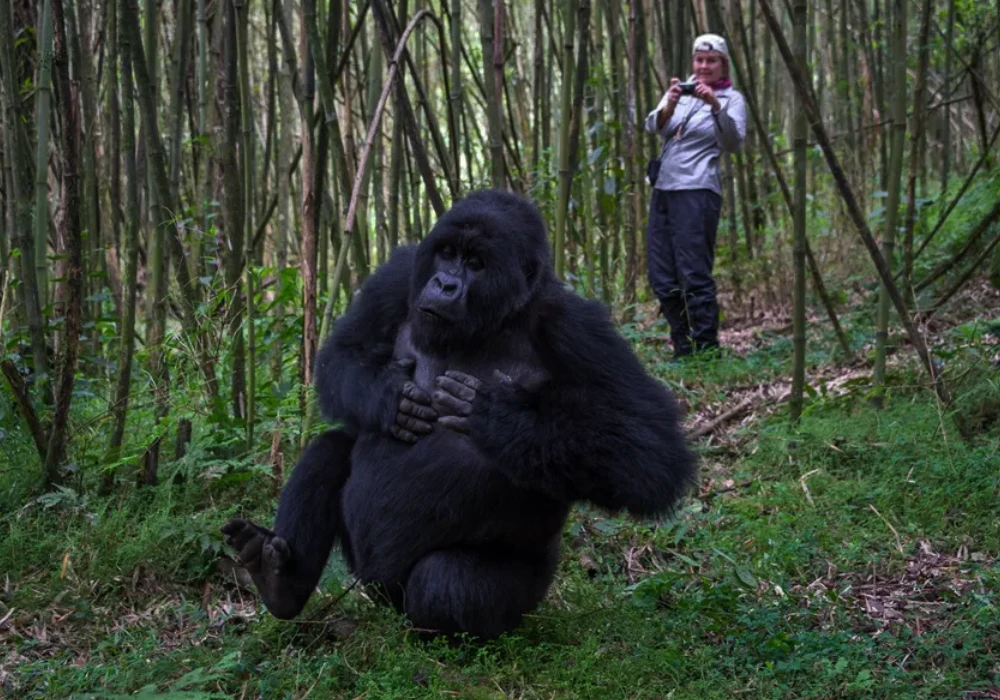 Rwanda Gorilla Safari