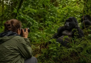 Rwanda Gorilla Trekking Permit