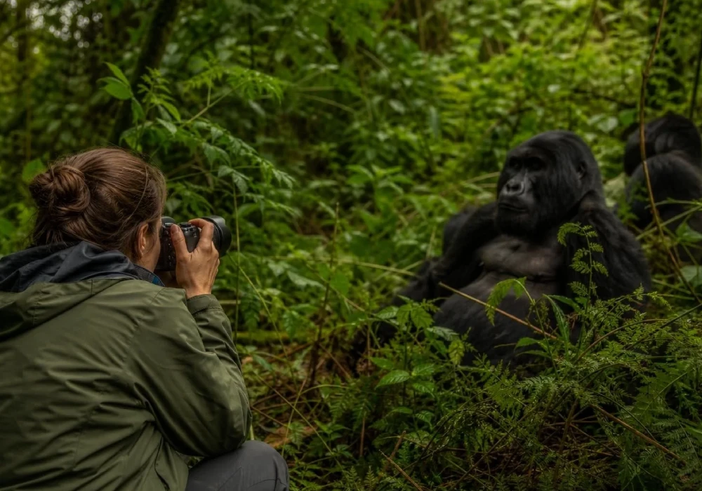 Rwanda Gorilla Trekking Permit